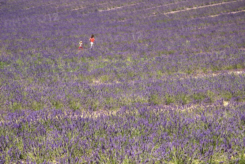 FRANCE, Provence Cote d’Azur, Alpes de Haute Provence, A woman and child walking through field of lavender in major growing area near town of Valensole.