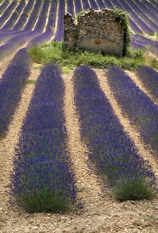 FRANCE, Provence Cote d’Azur, Alpes de Haute Provence, Ruins of stone barn or house in field of lavender near Valensole.