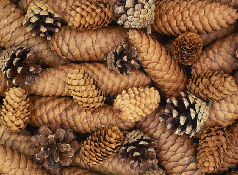 TREES, Fir, Assorted Fir cones