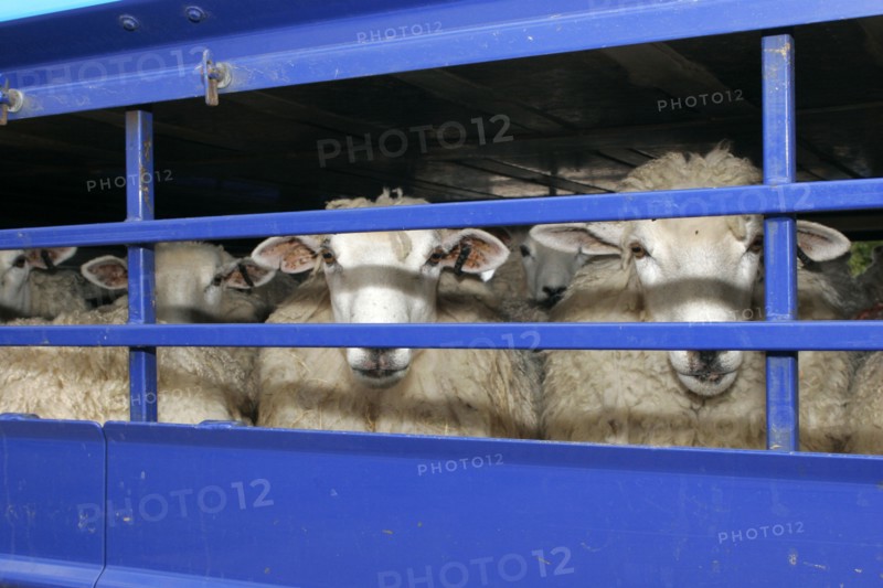 AGRICULTURE, Farming, Sheep, Sheep seen through the bars of a the truck they are being transported in.