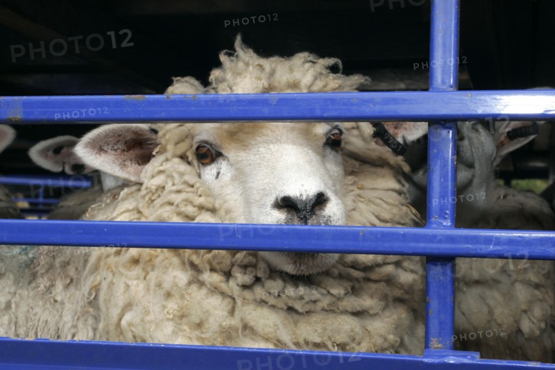 AGRICULTURE, Farming, Sheep, Sheep seen through the bars of a the truck they are being transported in.