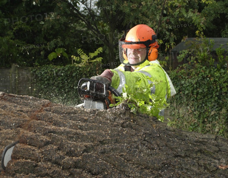 FLORA & FAUNA, Trees, Surgery, Tree surgeon cutting through tree with chainsaw.