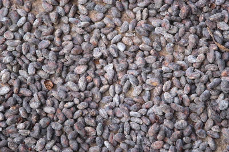 WEST INDIES, Grenada, St John, Cocoa beans drying in the sun at Douglaston Estate plantation