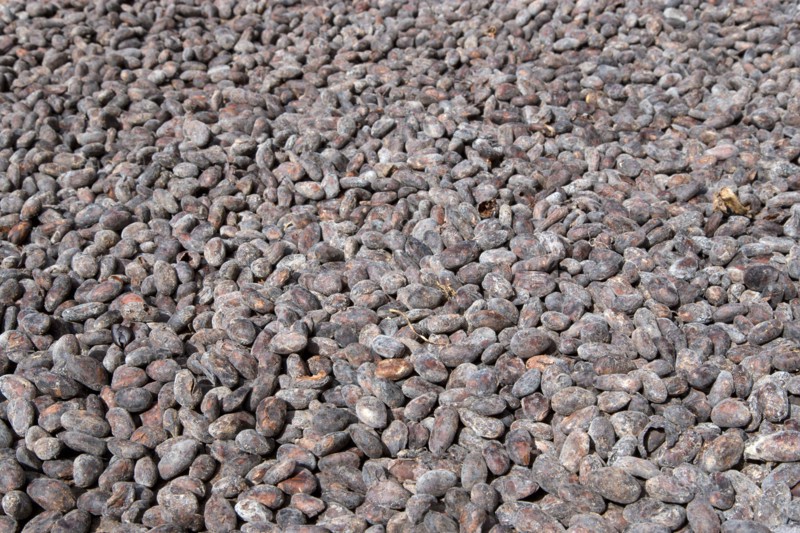WEST INDIES, Grenada, St John, Cocoa beans drying in the sun at Douglaston Estate plantation
