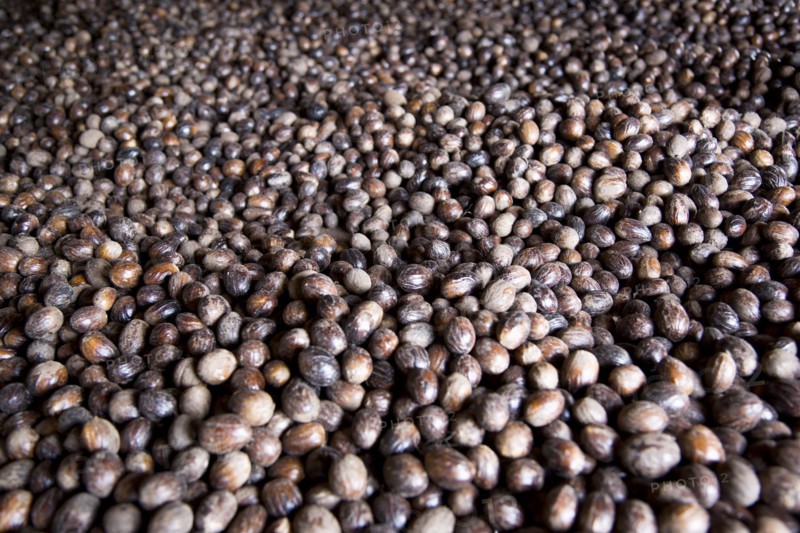 WEST INDIES, Grenada, St John, Nutmegs drying on racks in the Gouyave Nutmeg Processing factory
