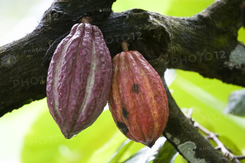 WEST INDIES, Grenada, St John, Unripe purple and ripening orange cocoa pods growing from the branch of a cocoa tree