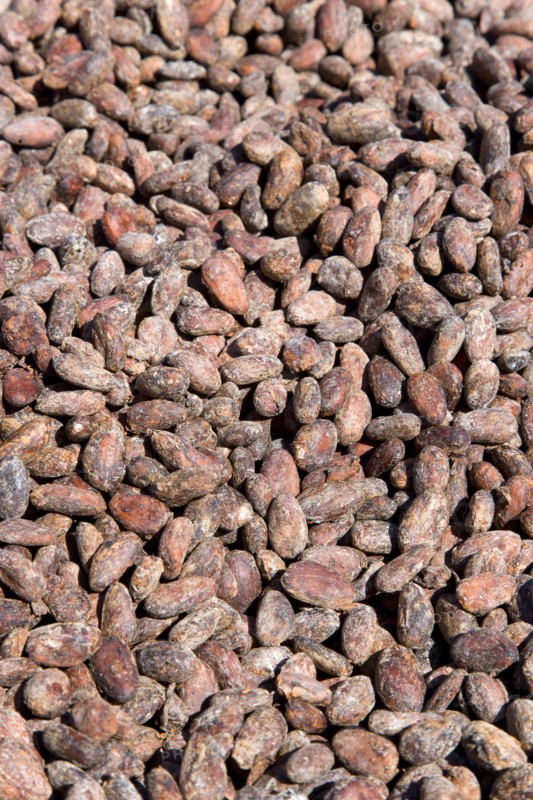 WEST INDIES, Grenada, St Patrick, Cocoa beans drying in the sun at Belmont Estate plantation