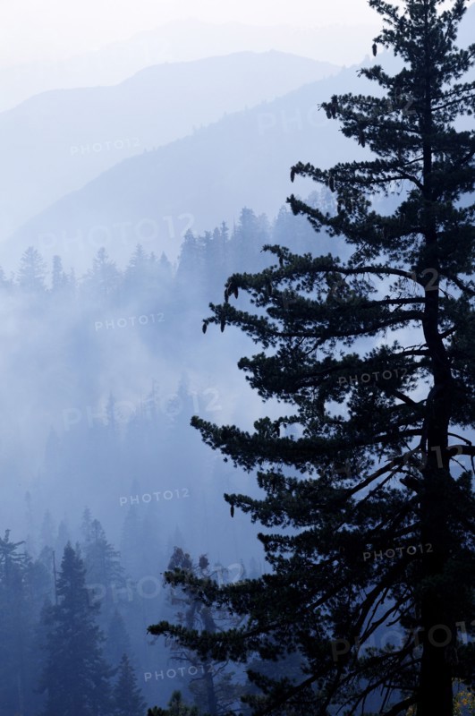 USA, California, Sequioa NP, Dusk view of sequoia forest
