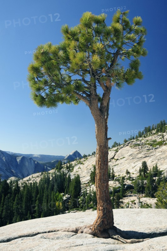 USA, California, Yosemite NP, Pine & mountain views at Olmsted Point