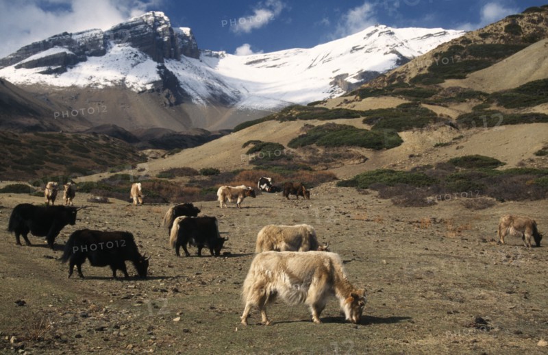 NEPAL, Annapurna Circuit, Yaks grazing below the snow covered peak of Kang La Pass on sparse vegetation of lower slopes.