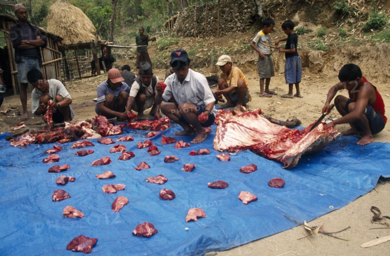 NEPAL, Annapurna Circuit, Men butchering a freshly slaughtered buffalo carcass to divide amongst the villagers in Bahundanda.