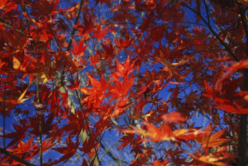 JAPAN, Honshu, Tokyo, Branches and leaves of Japanese Acer Maple Tree.