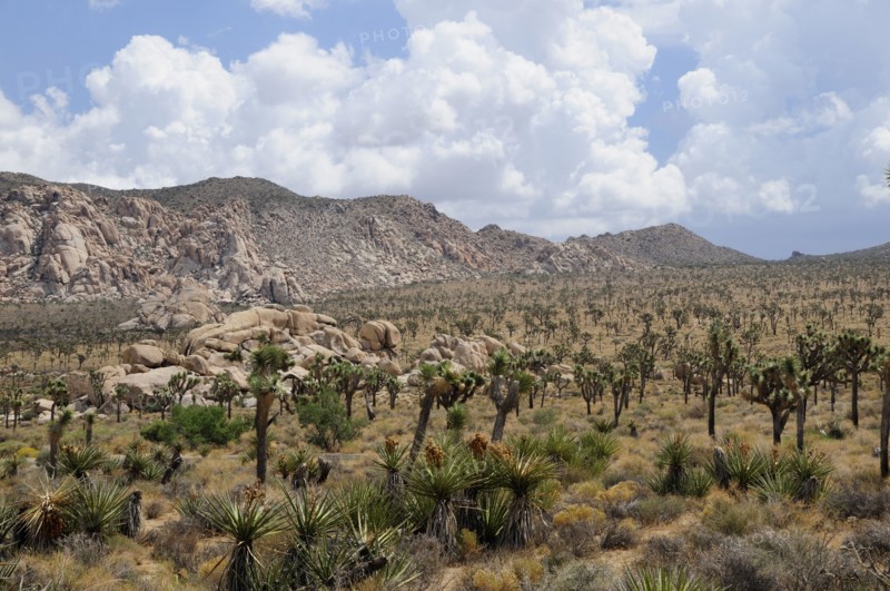 USA, California, Joshua Tree National Park, "View of Covington Flats from Hidden Valley, Joshua Tree National Park"