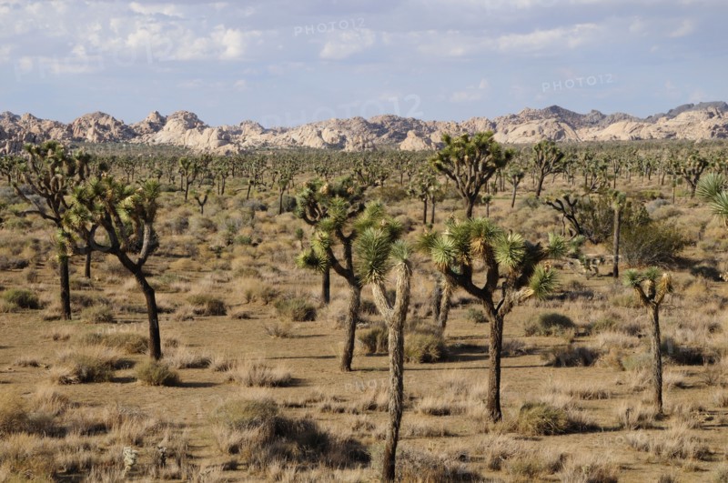 USA, California, Joshua Tree National Park, "Joshua Trees, Joshua Tree National Park"