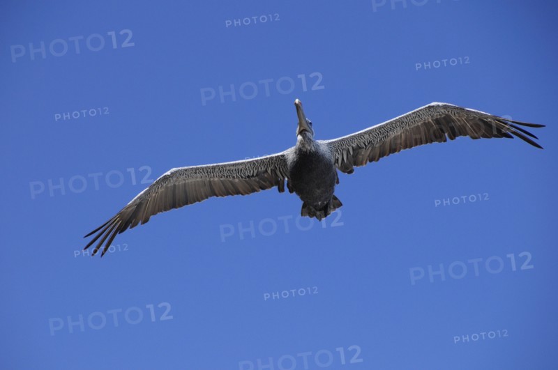 USA, California, Los Angeles, "Brown Pelican flying, Malibu"