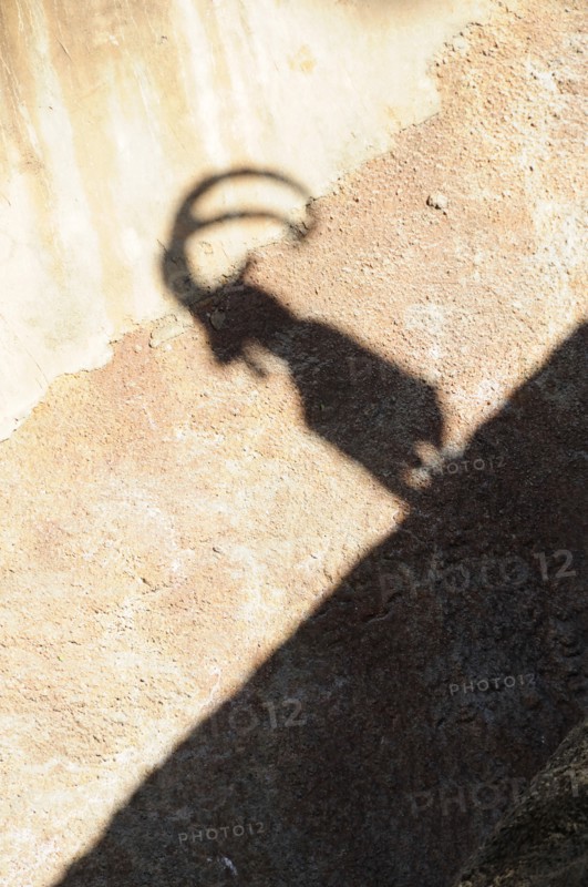 USA, California, Los Angeles, "Shadow of Nubian Ibex, LA Zoo, Griffith Park"