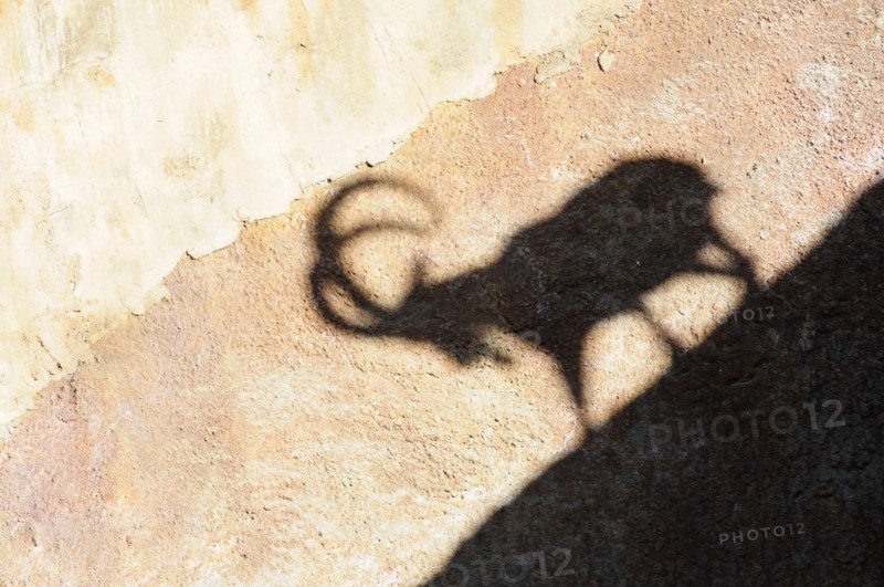 USA, California, Los Angeles, "Shadow of Nubian Ibex, LA Zoo, Griffith Park"