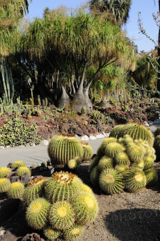 USA, California, Los Angeles, "Golden Barrels, Desert Garden, The Huntington, Pasadena. Cactus plants"