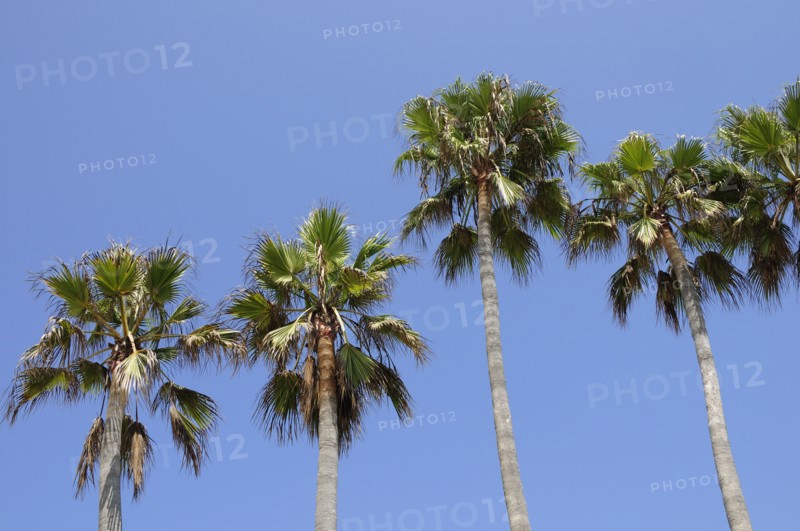 USA, California, Los Angeles, "Palm trees, Venice Beach"