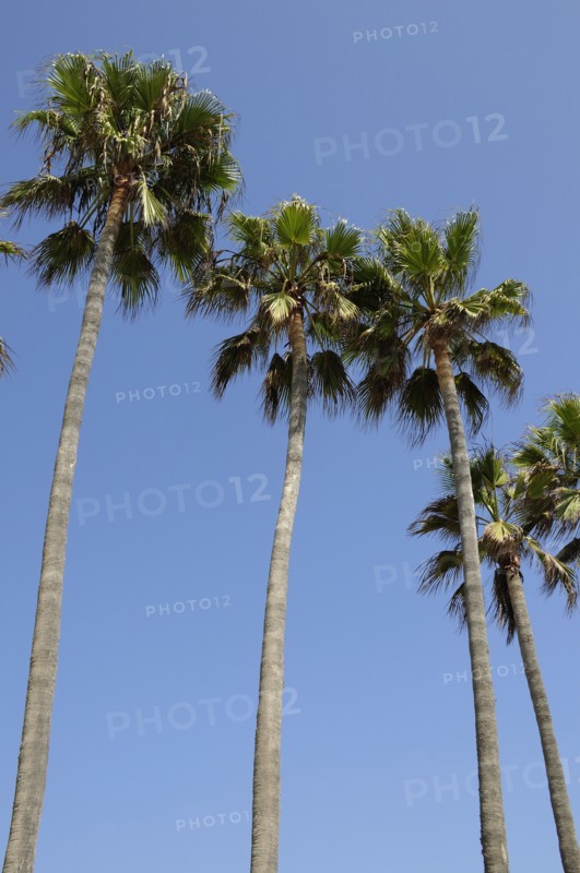 USA, California, Los Angeles, "Palm trees, Venice Beach"