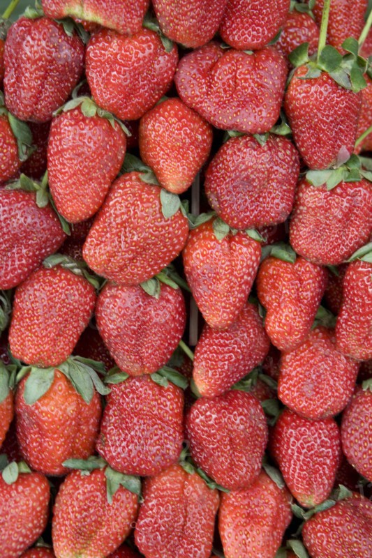 THAILAND, North, Chiang Mai, Close up of locally grown fresh strawberries on sale in market.