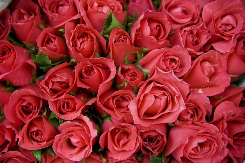 THAILAND, North, Chiang Mai, Close up of locally grown fresh Roses on sale in market.