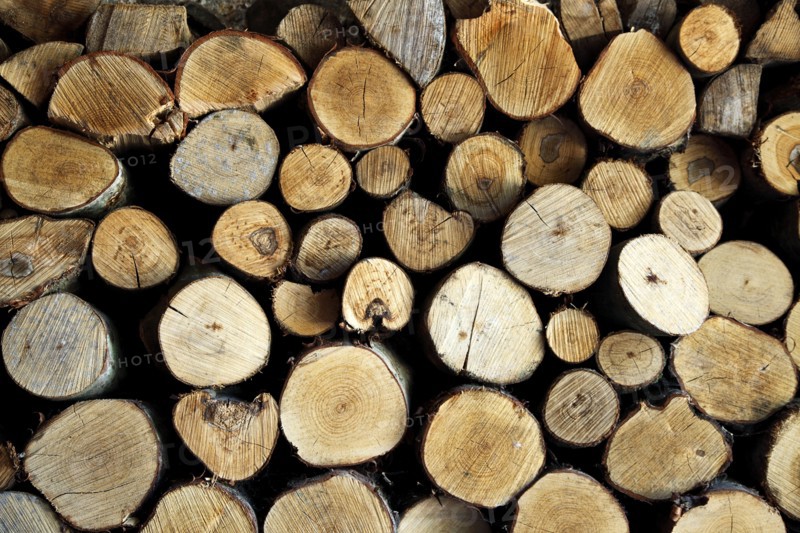 ENVIRONMENT, Deforestation, Logs, End on shot of logs cut foir firewood