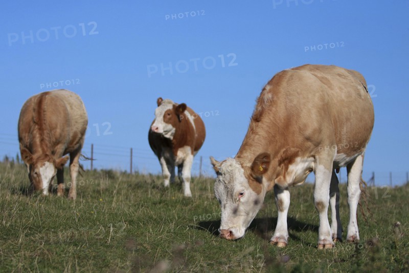 AGRICULTURE, Farming, Animals, "England, East Sussex, South Downs, Cattle, Cows Grazing in the fields."