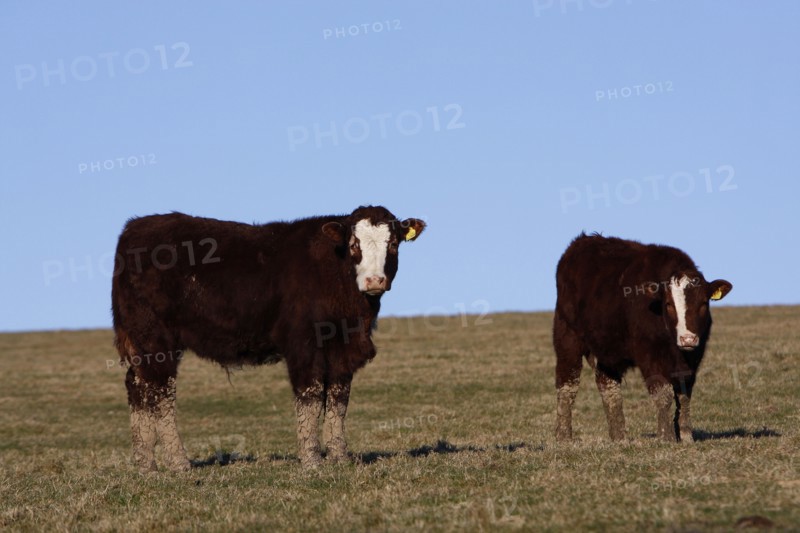 AGRICULTURE, Farming, Animals, "England, East Sussex, South Downs, Cattle, Cows Grazing in the fields."
