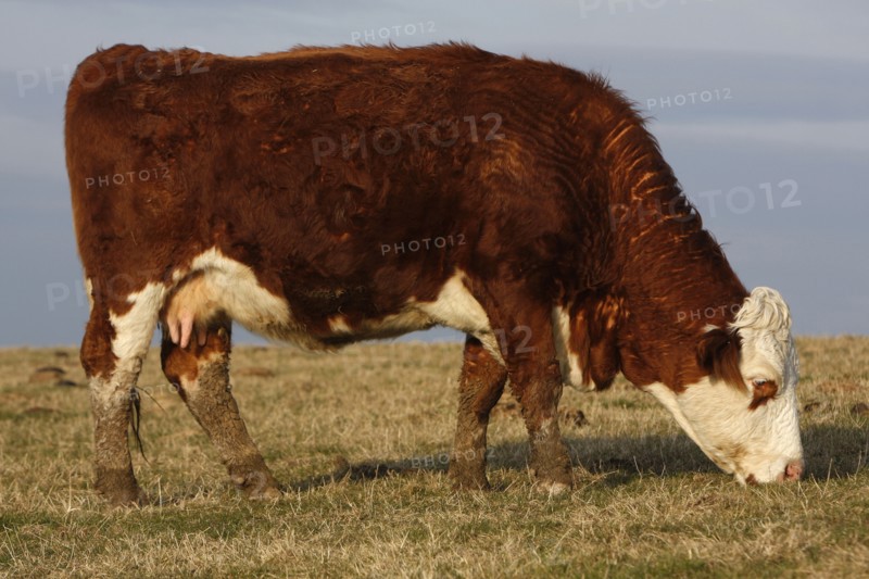 AGRICULTURE, Farming, Animals, "England, East Sussex, South Downs, Cattle, Cow Grazing in the fields."