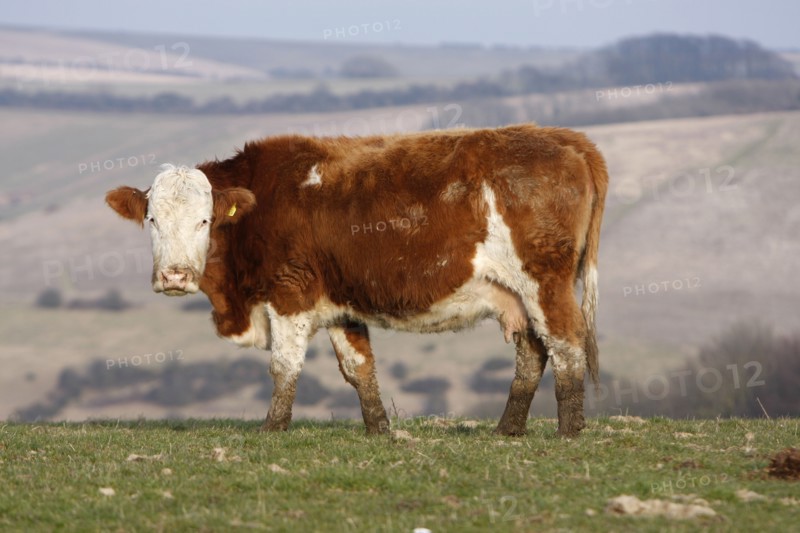 AGRICULTURE, Farming, Animals, "England, East Sussex, South Downs, Cattle, Cow Grazing in the fields."