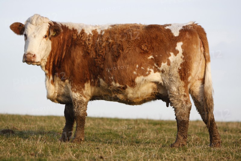 AGRICULTURE, Farming, Animals, "England, East Sussex, South Downs, Cattle, Cow Grazing in the fields."