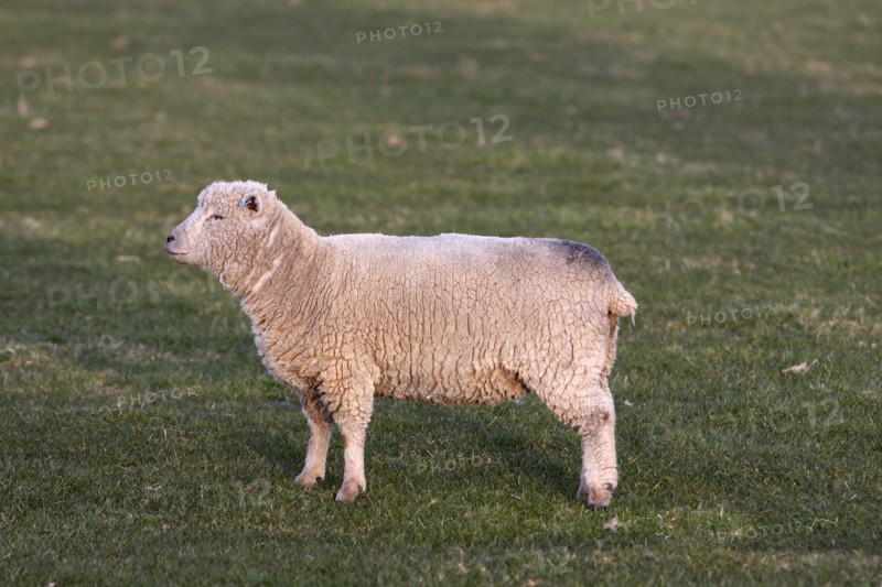 AGRICULTURE, Farming, Animals, "England, East Sussex, South Downs, Sheep, Grazing in the fields."