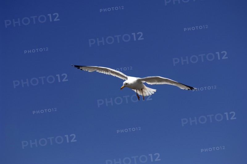 ENGLAND, Dorset, Lyme Regis, Flying Herring Gull over The Cobb.