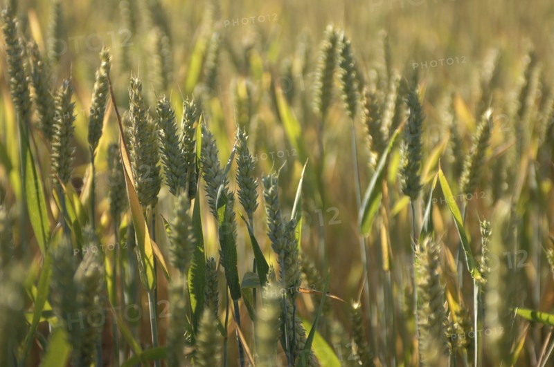 ENGLAND, West Sussex, Henfield, Field of Wheat.