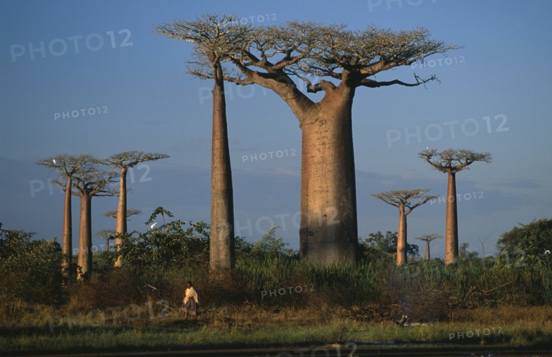 20088884 MADAGASCAR  Morondava The Avenue des Baobabs with girl and white egrets.