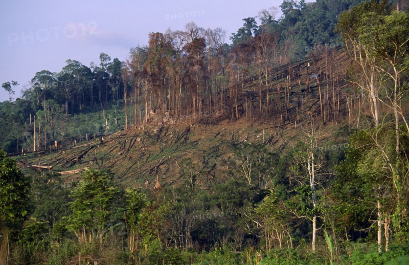 Indonesia, Borneo, Deforestation, Area cleared by logging industry.