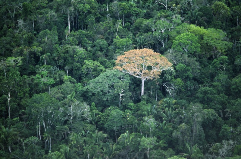 Brazil, Acre, Serro do Divisor National Park,  Aerial view over rainforest and emergent tree in flower.