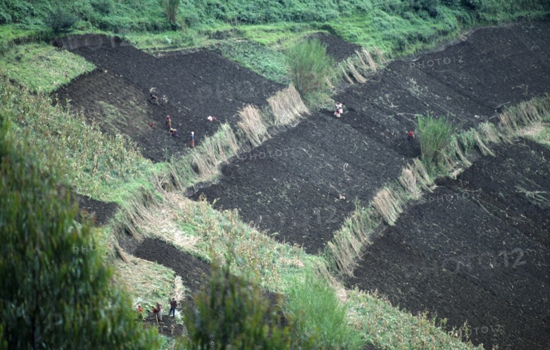 Rwanda, Gishwati, Planting potatoes on hillside cleared for growing crops and divided into plots by strips of Elephant Grass Pennisetum Purpureum to check soil erosion.