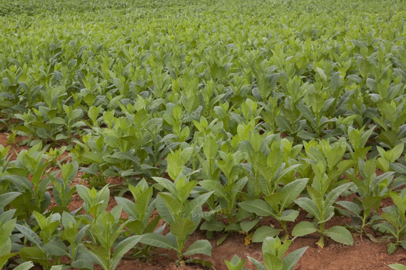 Cuba, Vinales, Tobacco plants growing on a plantation in the Valle de Vinales.