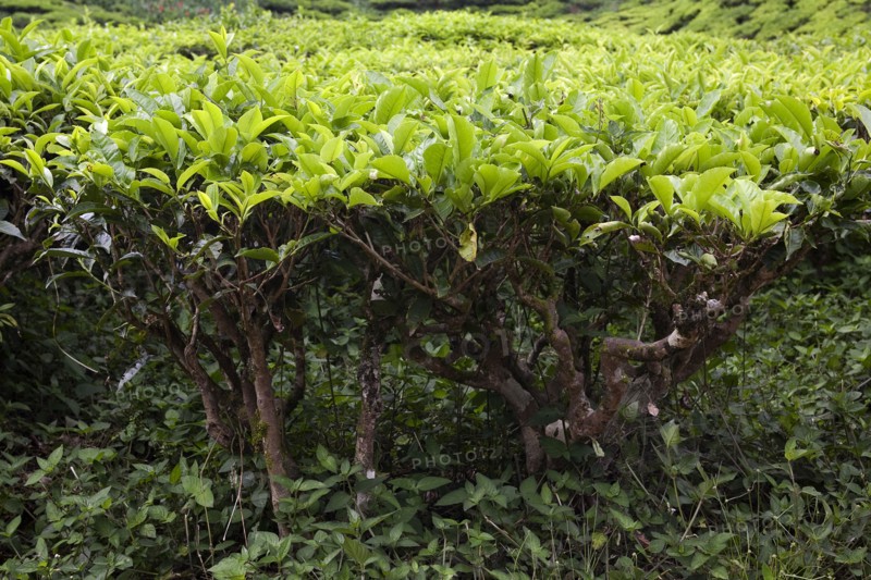Malaysia, Southern Perak, Cameron Highlands, tea plantation.