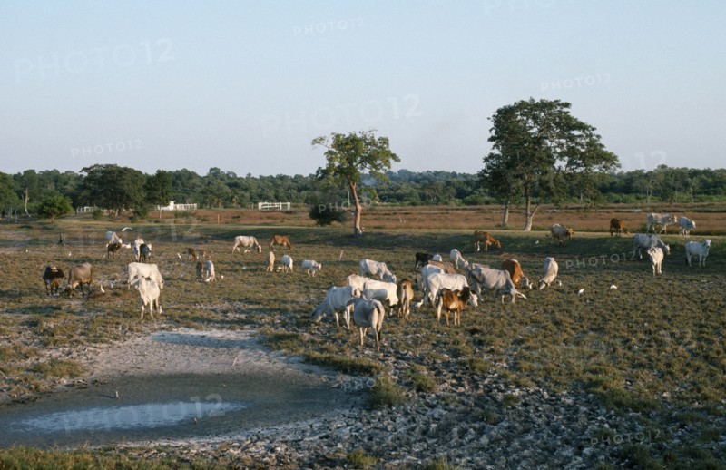 Mexico, Gulf Coast, Cuidad del Carmen, Cattle grazing on deforested land.