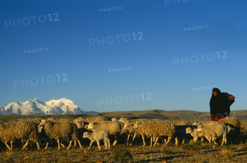 Bolivia, La Paz, Altiplano, Quechua woman with flock of sheep and Illimani mountain peak behind.