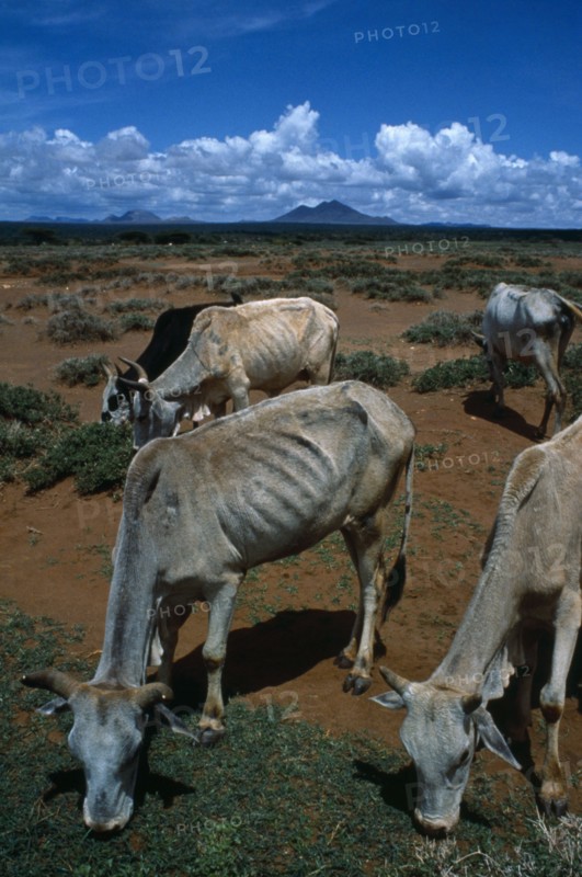 Kenya, Environment, Drought, Samburu cattle weakend by protracted drought and susceptable to death from pneumonia when the rain arrives.