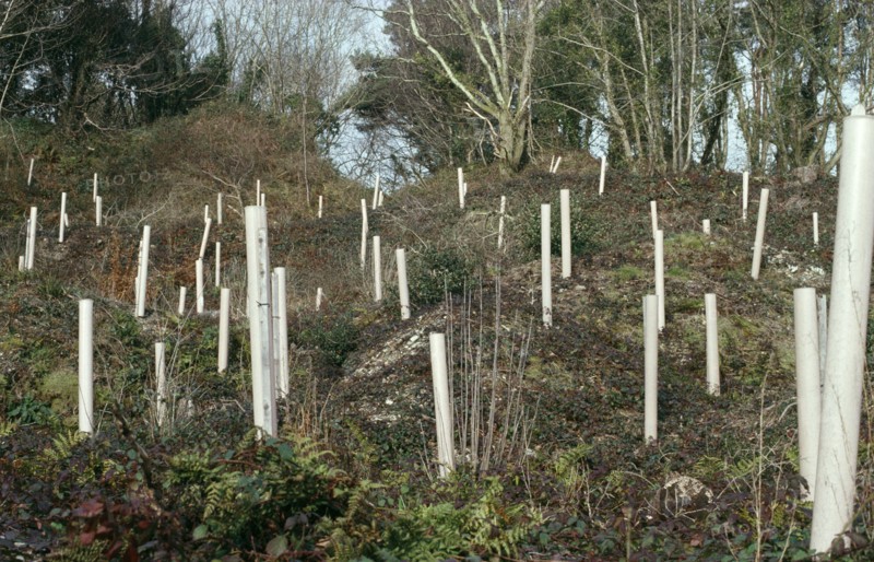 Environment, Reforestation, Replanting of trees in deforested area.  Young saplings in protective tubing growing in area of deciduous trees.