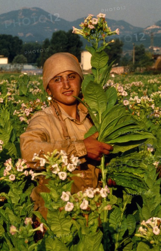 Turkey, Female migrant tobacco worker amongst crops.