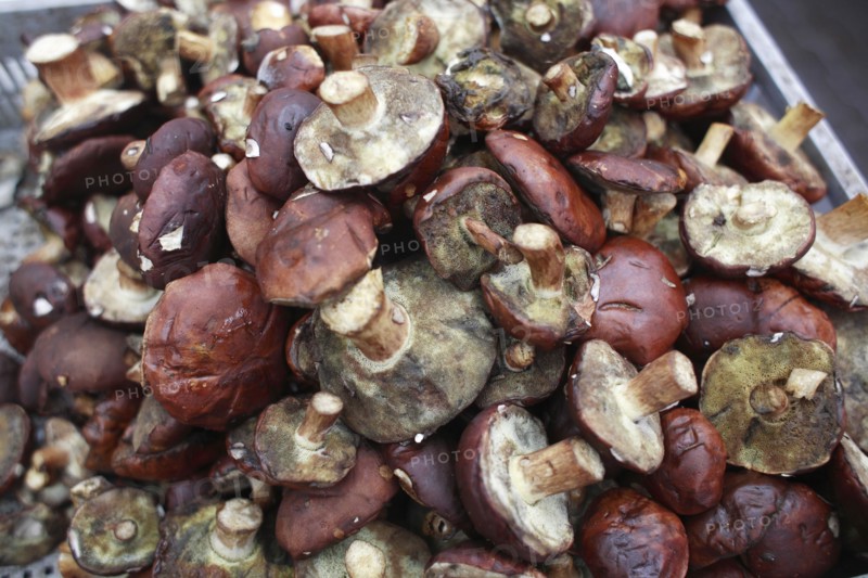 Poland, Krakow, display of mushrooms and other fungi in Stary Kleparz market.