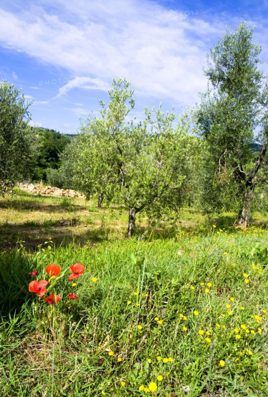 ITALY, Tuscany, Montalcino, Val D'Orcia Red poppies and other yellow wild flowers growing in an olive orchard grove on the outskirts of the town.