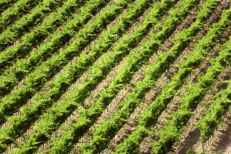 ITALY, Tuscany, Montalcino, Val D'Orcia Brunello wine vineyard on the slopes of the hilltown.