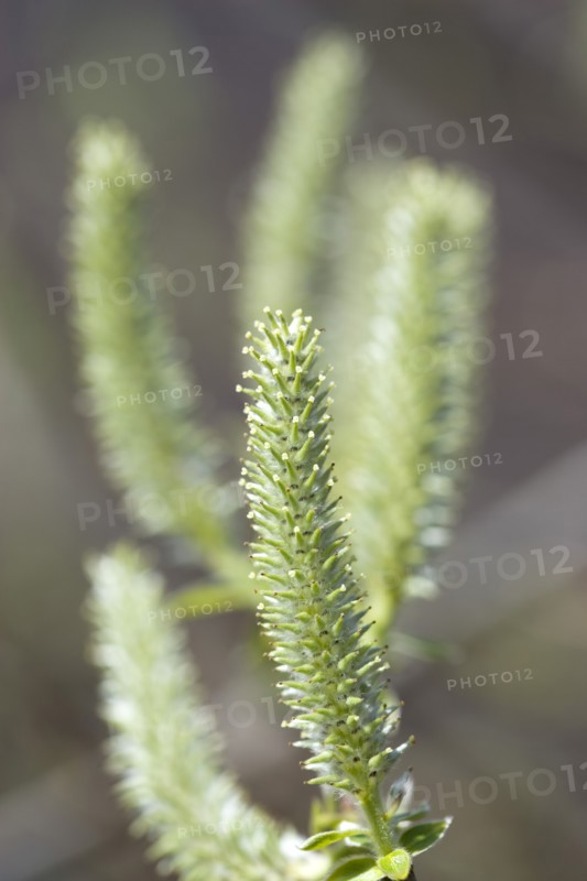 Landscape, Trees, Flowers, Upright salix willow catkins on a tree in an English garden in early spring.